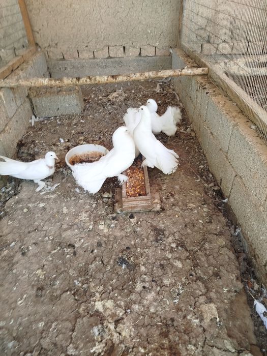 Турбачлар павлин сотилади