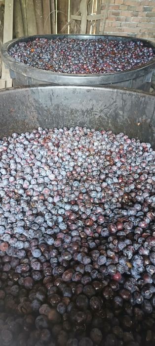 Vând prune rosi pentru tuică