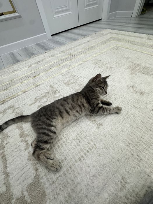 котенок в добрые руки