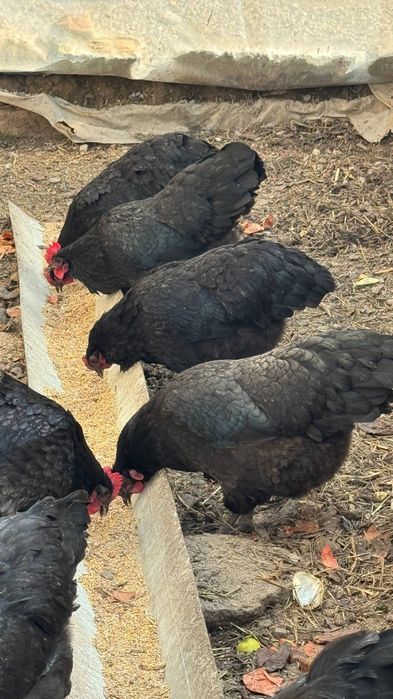 Tovuq xoʻroz tuxumlari 12000soʻm avstraloʻp ruminiya tozalari