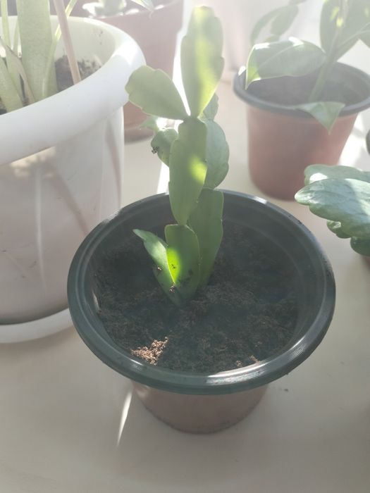 Продаю цветочки   комнатные