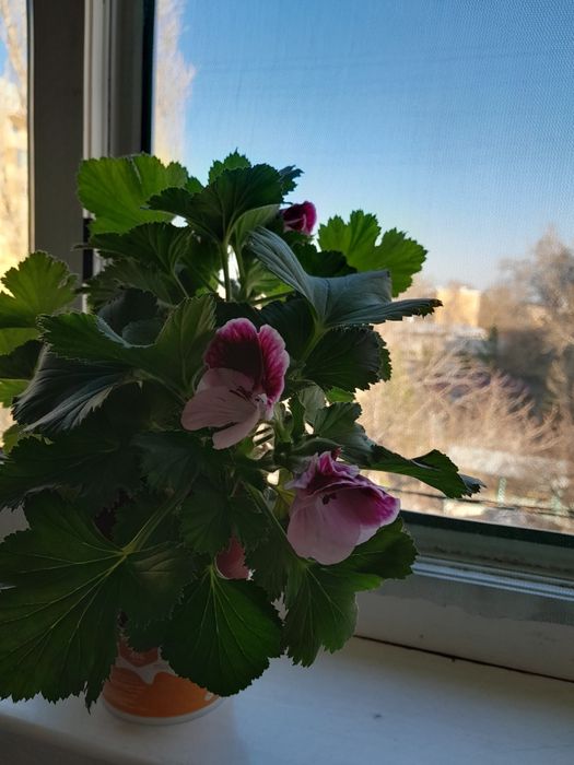 Королевская пиларгония продаётся