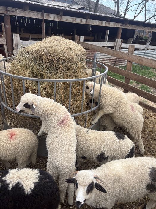 Miei de vânzare Tărian – 25 lei/kg viu, 45 lei carcasă