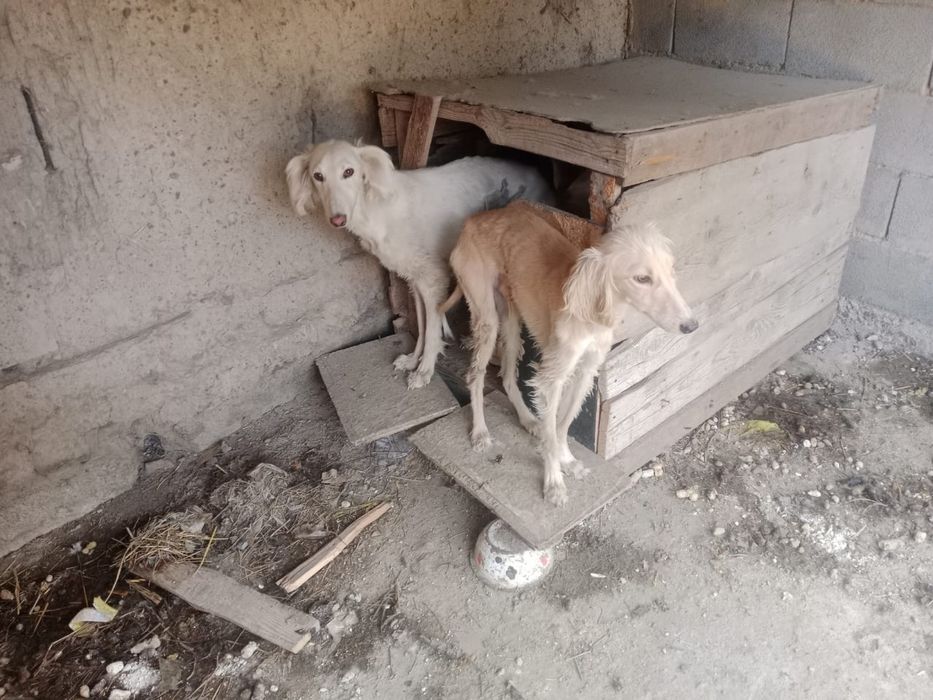 Чистокровные тазы