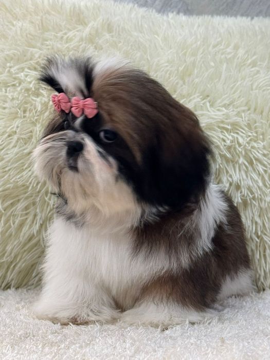 Ши-тцу кукольные девочки