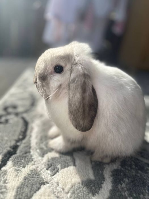 parodniy quyon 1 ayol 1 erkak ayoli xomlador tugadi