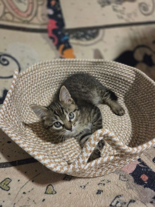 Котёнок в добрые руки