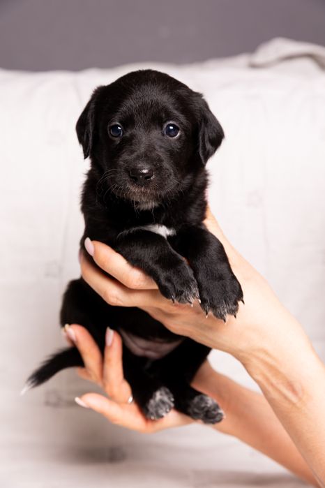 Отдадим щенков в добрые и любящие руки!