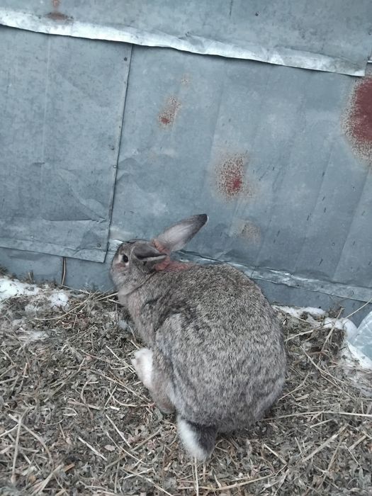 De vânzare iepuri uriaș german