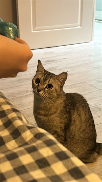 Кошка в добрые руки