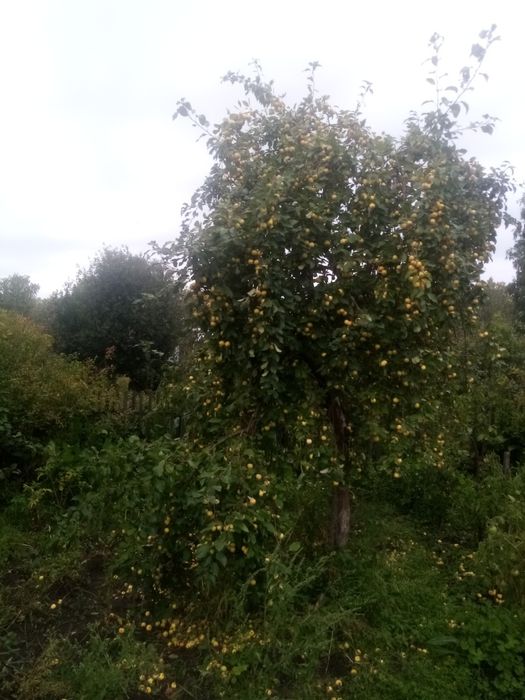 Продам дачу в обществе " Горизонт".