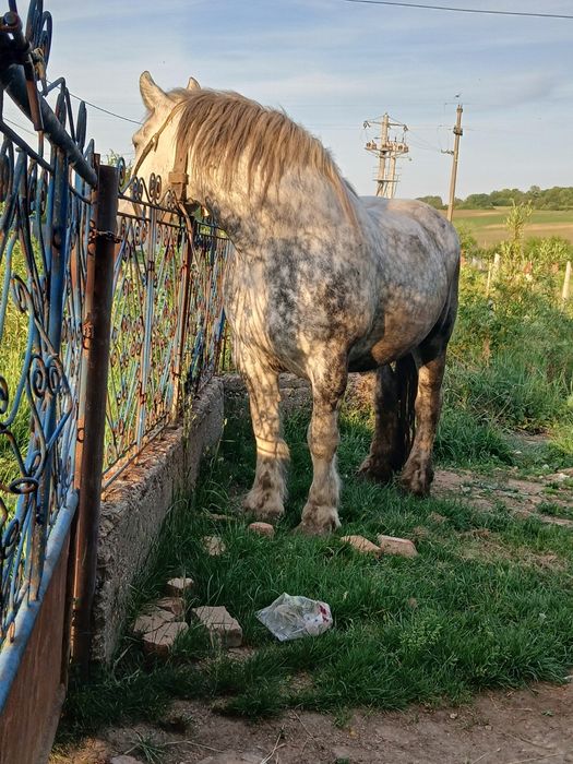 Vand O Manza de 4 ani cu acte in regula