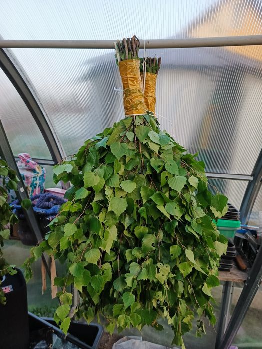 Продам березовые веники