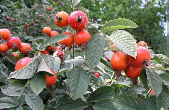 Продам саженцы сирени