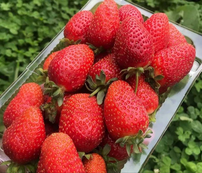 Продаём   рассада   клубники