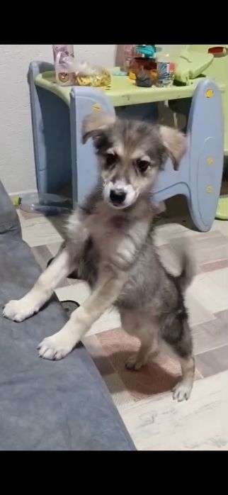 Ищет дом щенок девочка