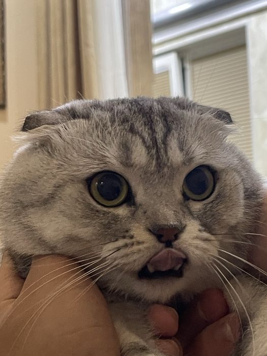 Вязка Скотишь Фолд