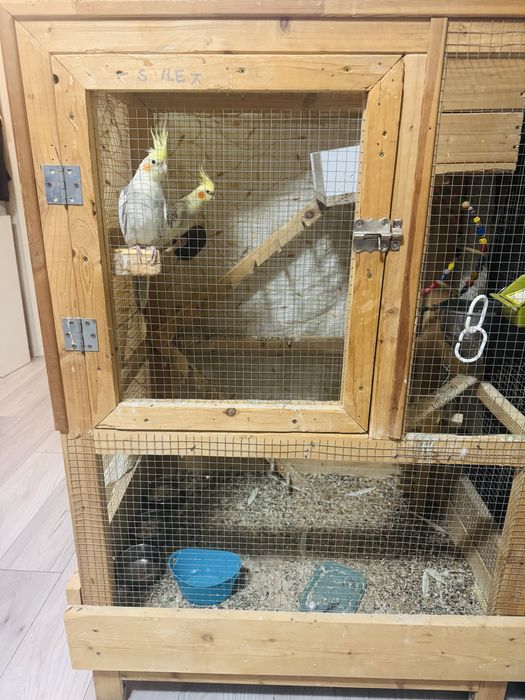 Vand papagali (Nimfe), parinti reproducatori 3 ani