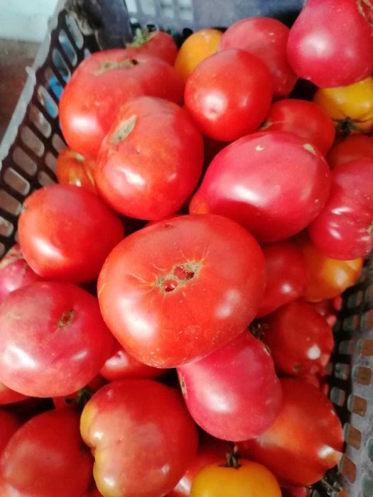 Продам помидоры. Цена 700т