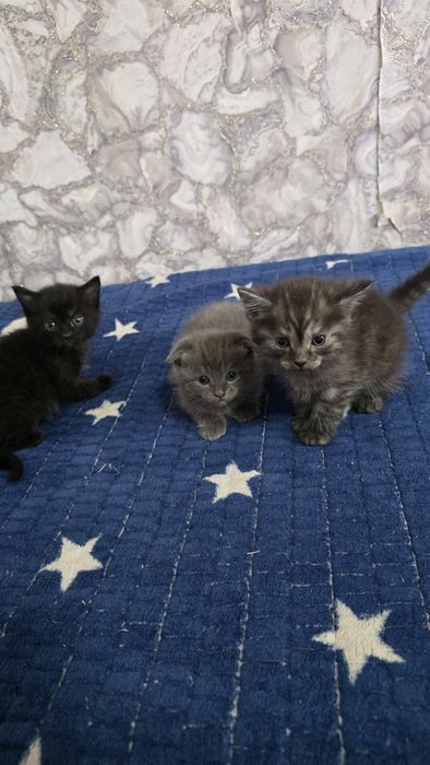 Продам шотландских котят