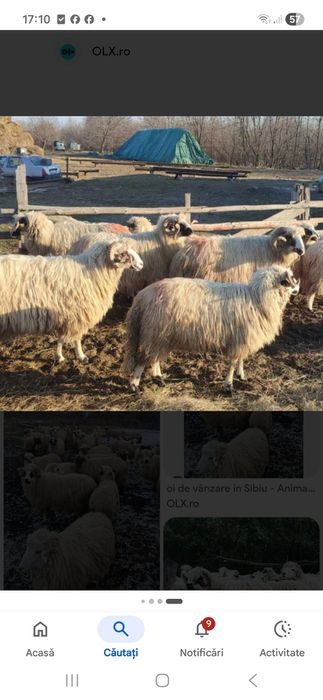 Oi de vânzare iasi