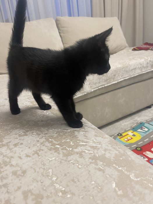 Продам домашнего котенка