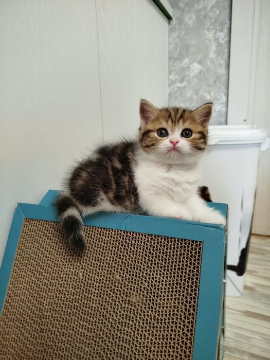 Шотландские котята