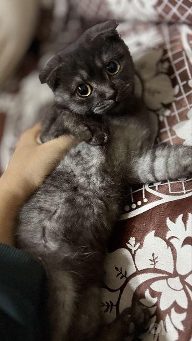 Mushukcha scottish fold