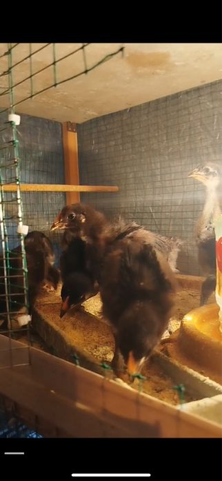 Кора шахзода жужалари