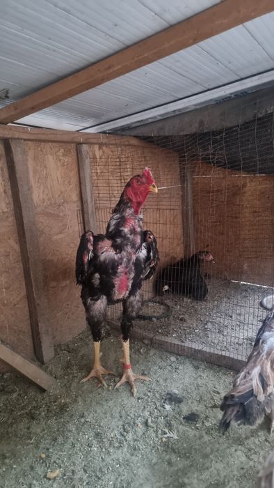 Дакан кораз .дддд