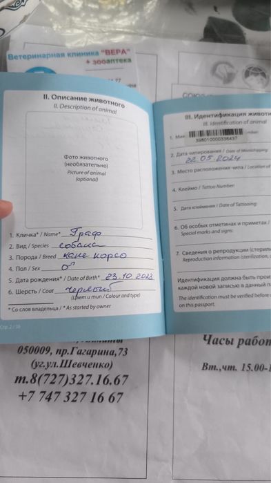 Кане-корсо, 2 года — добрая собака + 2 будки
