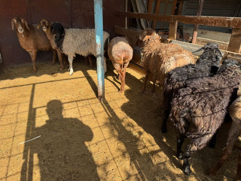 Продается бараны,қошкары,ягнята