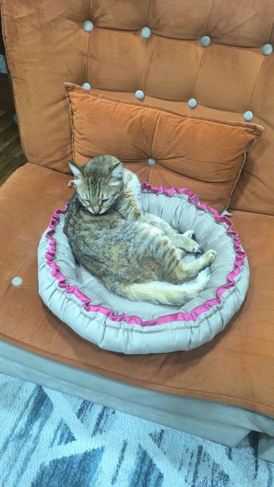 Лежанка для животных