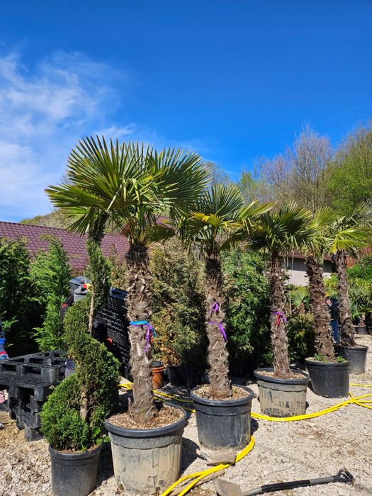 Palmieri trachycarpus fortunei toate dimensiunile