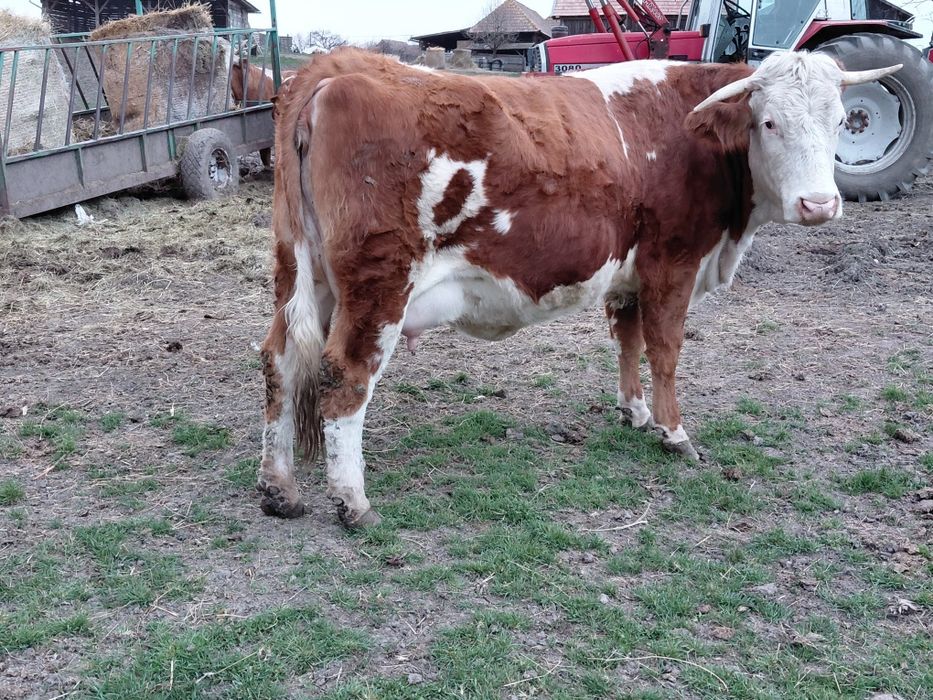 Vand Junincă balotată românească