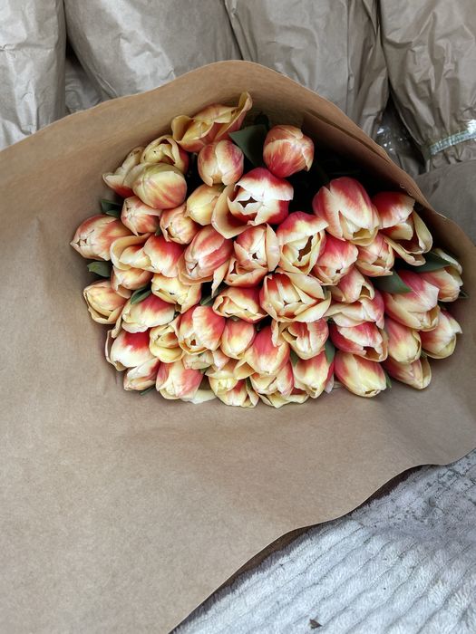 Тюльпан цветы луковицы голандские