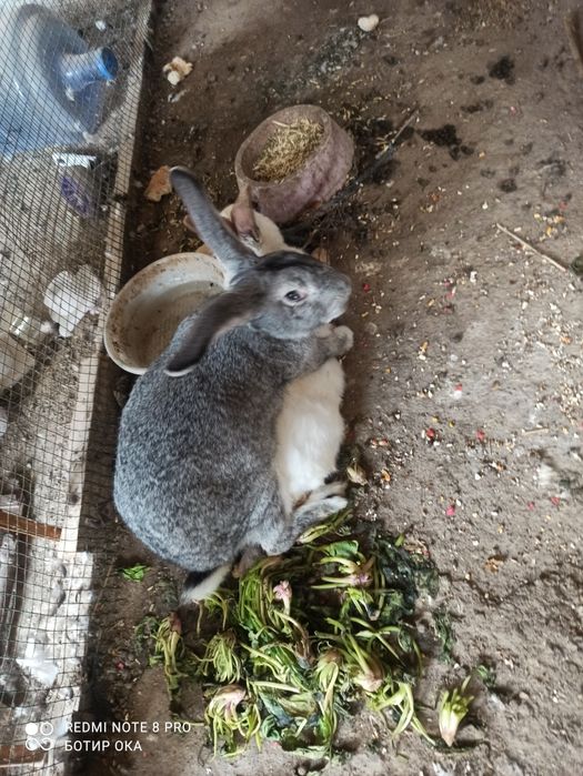 Сотилади куйон пуйон