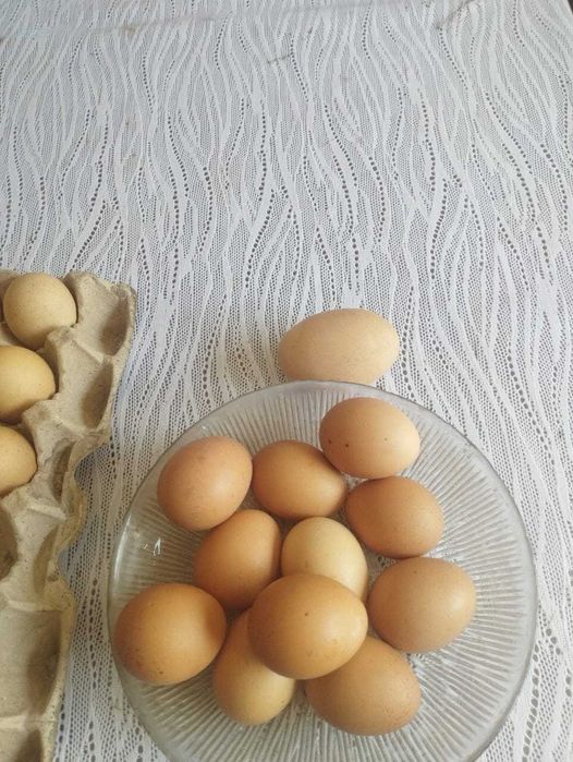 Продам курочек молодок  Ломан Браун несушки