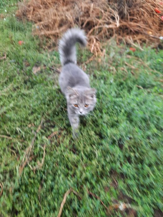 Отдам в хорошие руки котёнка