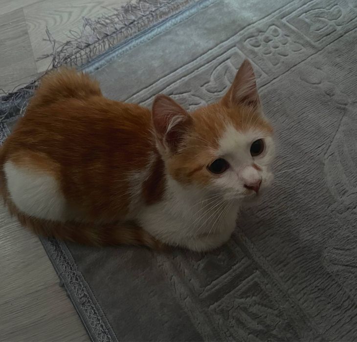 Котенок ласковый бесплатно