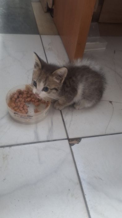 Отдам котенка в добрые руки