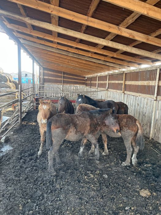 Семиз тайлар сатылымда