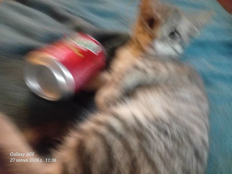 отдам хорошие руки