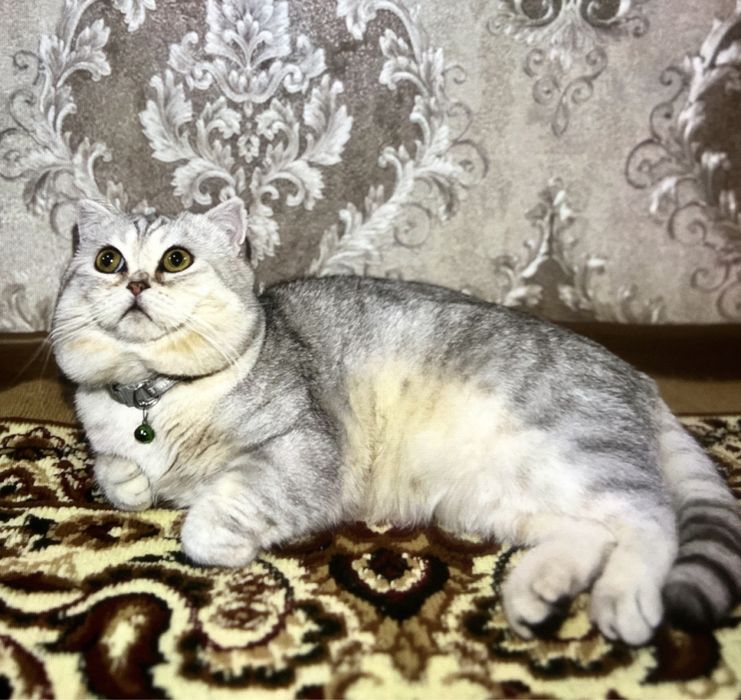 Британская чистокровная серебристая шиншила приглашает кошек на ВЯЗКУ
