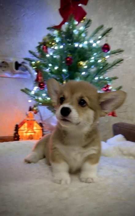 Корги, Вельш корги пемброк