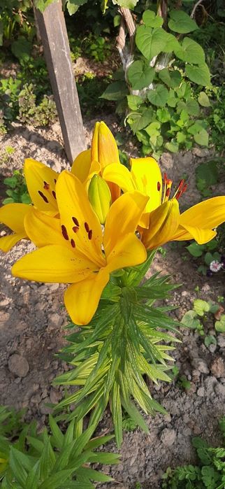 Сарик рангдаги лилия гулларидан сотилади. Шошилинг