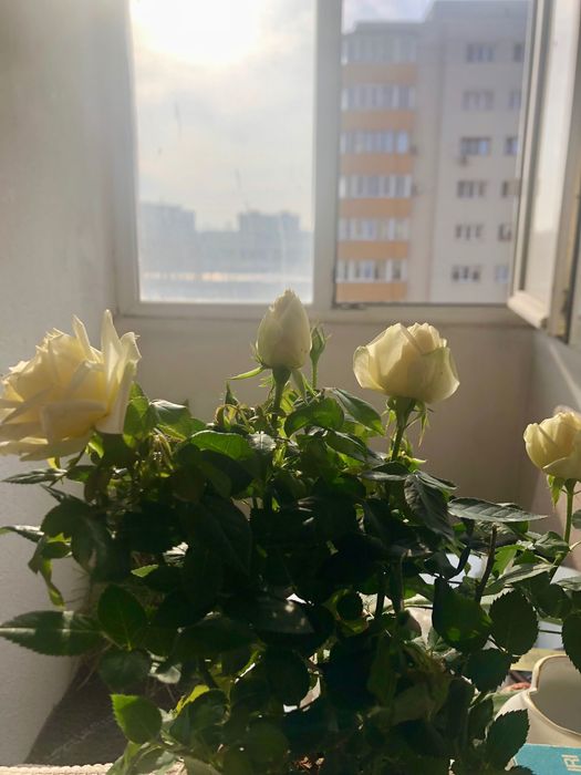 Garsonieră de vânzare vis.a.vis de Liceul D.Bolintineanu (anvelopat)