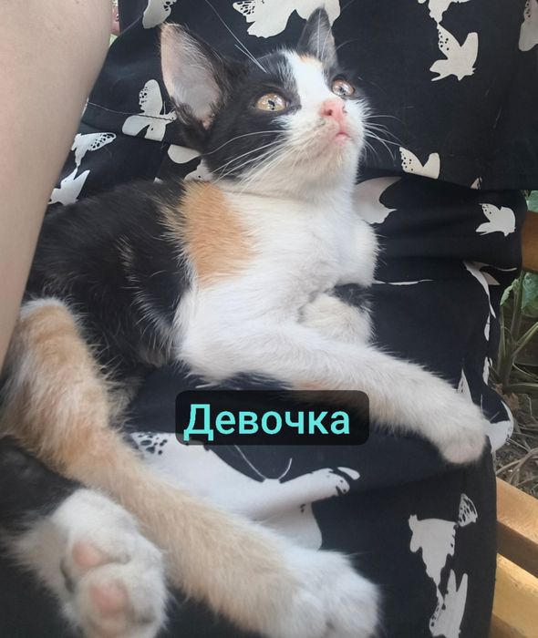 Котята девочки и мальчик в заботливые руки. Янгиюль район Кательная