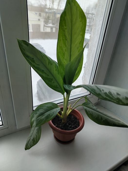 Аглаша продам цена от 2500тг