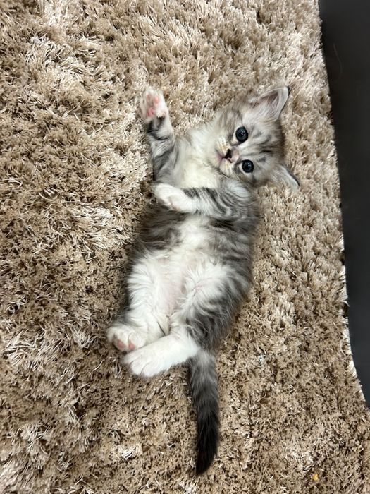 Продам породестых котят